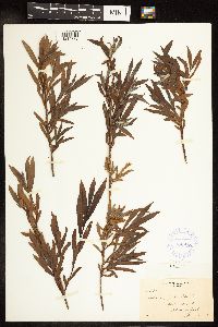 Salix interior image