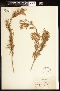 Salix interior image