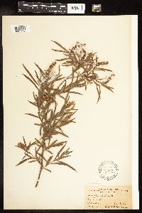 Salix interior image