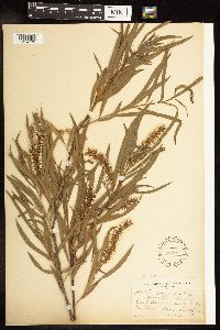 Salix interior image