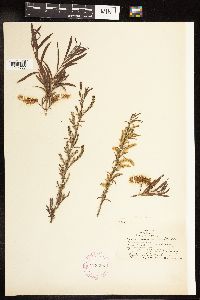 Salix interior image