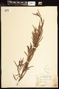 Salix interior image