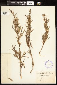 Salix interior image