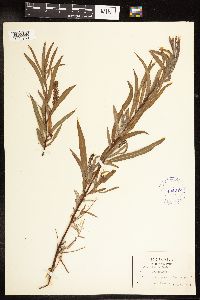 Salix interior image