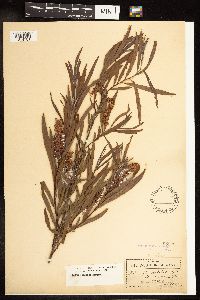 Salix interior image