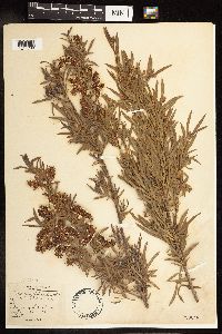 Salix interior image