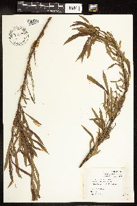 Salix interior image