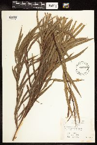 Salix interior image