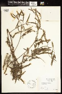 Salix interior image