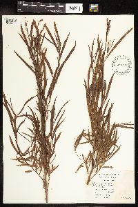 Salix interior image