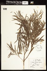 Salix interior image