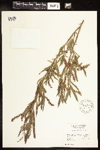 Salix interior image