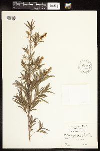 Salix interior image