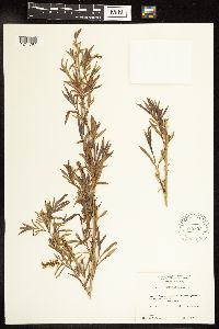 Salix interior image