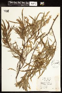 Salix interior image