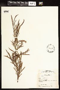 Salix interior image