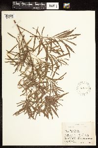 Salix interior image