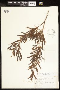 Salix interior image