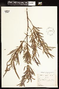 Salix interior image