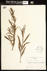 Salix interior image