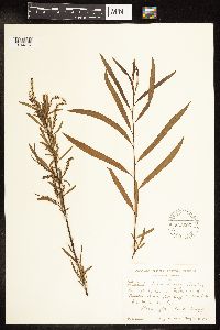 Salix interior image