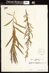 Salix interior image