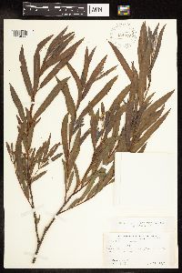 Salix interior image