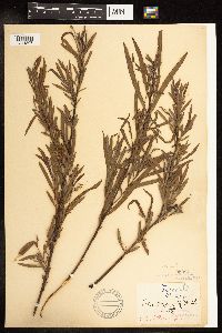 Salix interior image