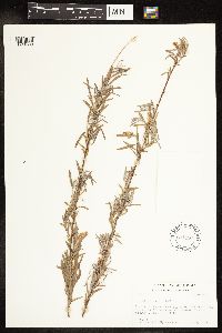 Salix interior image