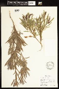 Salix interior image