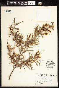 Salix interior image