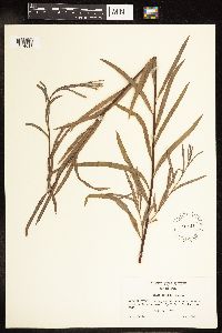 Salix interior image