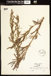 Salix interior image