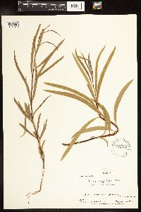 Salix interior image