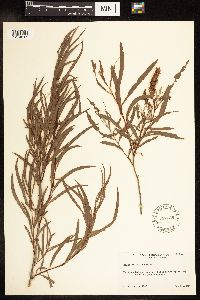 Salix interior image