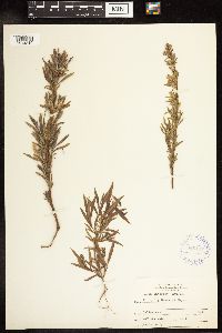 Salix interior image