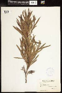 Salix interior image