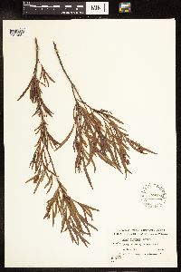 Salix interior image