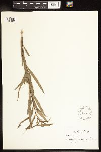 Salix interior image