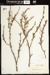 Salix interior image