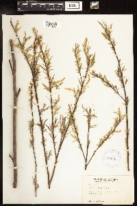 Salix interior image