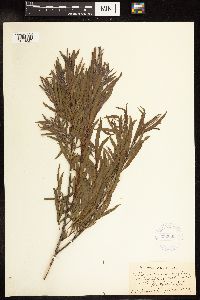 Salix interior image