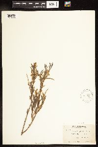 Salix interior image