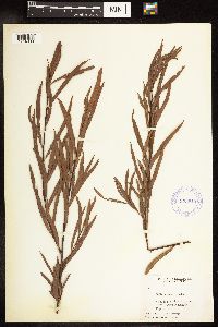 Salix interior image