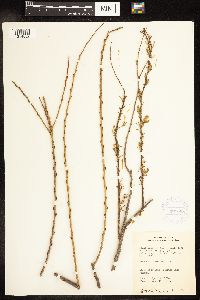 Salix interior image