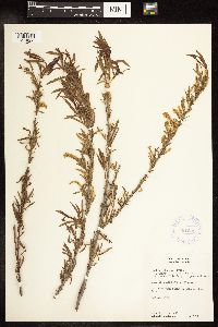 Salix interior image