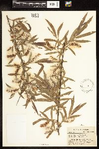 Salix interior image