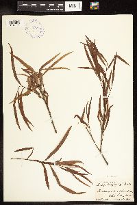 Salix interior image