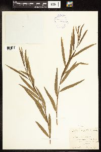 Salix interior image