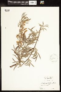 Salix interior image